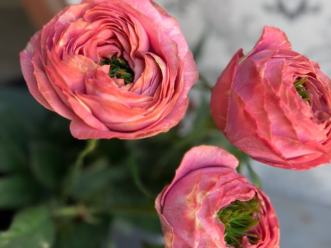 5月20日にお届け🌸２束限定🌸変わり咲き【ピンクラナンキュラ12本】ちょっとだけ栽培【ご自宅用簡易ラッピング】