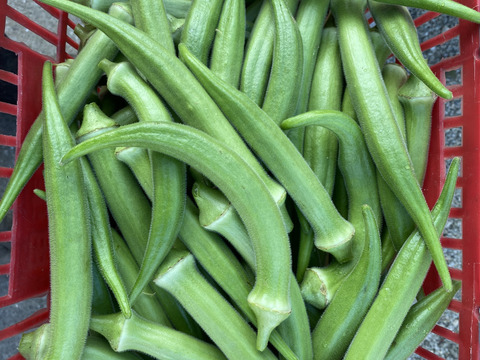 丸オクラ3㎏　大きくてもやわらかい。土の栄養まるごと！腐植栽培の朝採り丸オクラ、畑から直送 　栽培期間中農薬・除草剤・化学肥料不使用