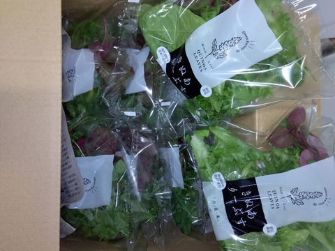 スーパーフード！スーパーリーフミックス！『きぬありーぶす』 50ｇ×8袋スーパーフードの葉を組み合わせ！たっぷり約1週間分のサラダ野菜として！新鮮！さわやか！おいしい！