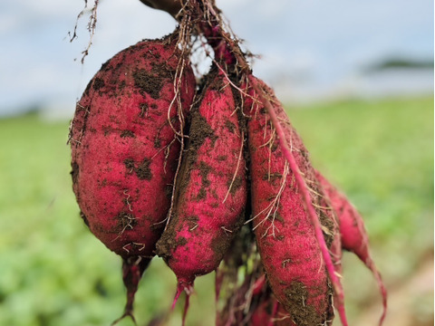 お楽しみ❣️チビッコさつまいもおまかせ3種💕(ssサイズ3kg)