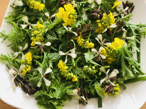 【お肉料理をもっと美味しく】体にやさしい自然栽培サラダセット＋季節のやさい3種類