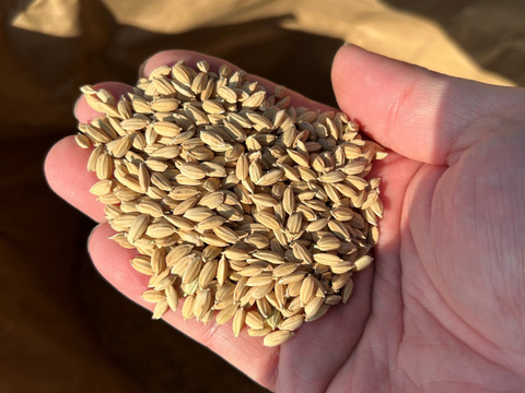 準自然米 福岡県産「元気つくし」令和5年産 玄米20kg 発芽玄米