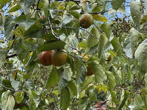 【期間限定　自然農法の恵み】大ぶりのどっしりした　干し柿用蜂屋柿はちや柿　18個以上お届け　
サービスで季節の野菜をお入れしてお届けいたします