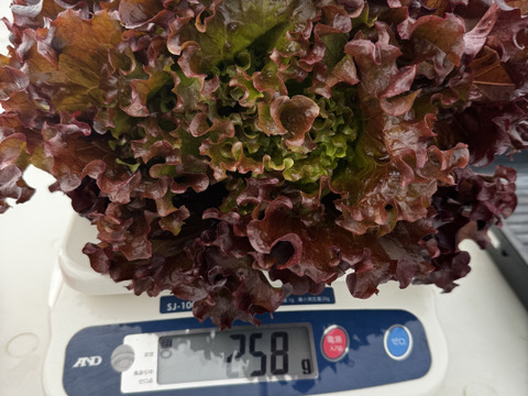 【数量限定】赤が3倍綺麗🤩美味しさも3倍！新品種サニーレタスお試しください😊約230g ×2株ボリュームも良い😊