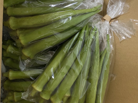 【自然栽培】子どもも生でバクバク♪ 毎年好評！朝採れ！新鮮！丸オクラ 1.5kg【常温】