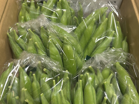 『プレミアムおのんすなっぷえんどう』＼日本一のスナップ❗️／甘シャキッ1kg