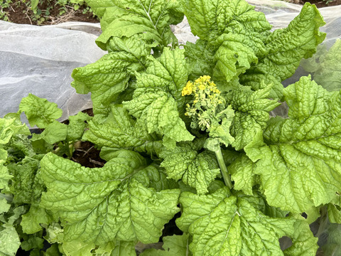 春を先取り！食用菜の花