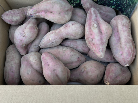 ＜訳あり・規格外＞taneco 熟成 種子島安納いも（生いも） 【Mサイズ以上・５kg】