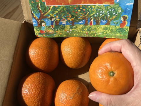 【2月限定】食べきり1kg！光センサー選果機で厳選、奄美完熟たんかん