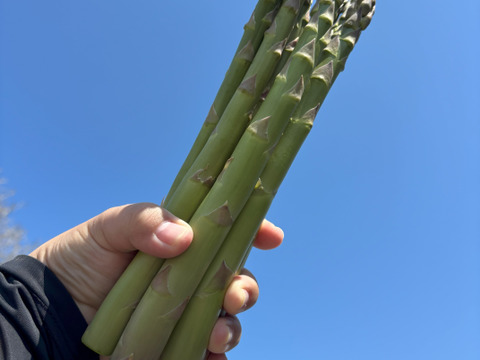 2025年北海道産！夏の青空アスパラ　Ｌサイズ(１kg)