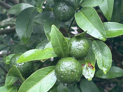 爽やかな酸味！採れたて【シークワーサー】500ｇ