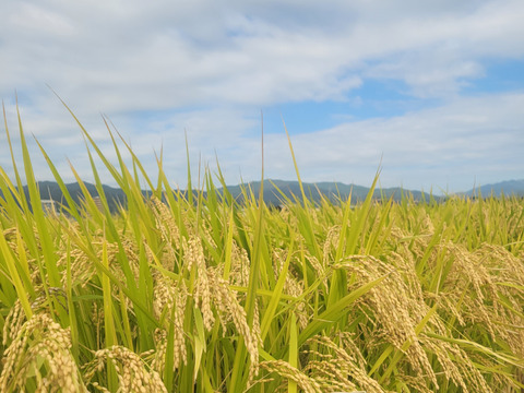 令和7年！農薬不使用！新米ヒノヒカリ
5㎏