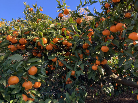 【越冬完熟・濃厚・絶品】『プレミアム小玉興津早生みかん（S玉以下）』　5kg