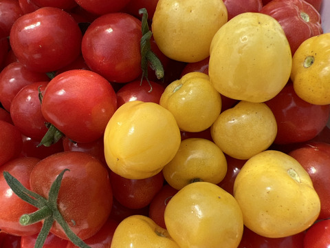 ミニトマト　プチぷよ完熟　 赤  黄ミックス　170g✖️6ｐ