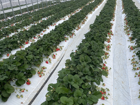 岡山市産 鮮度抜群！朝摘みイチゴ「ゆめのか」 贈答用 化粧箱入り 12～15粒 450ｇ×1パック