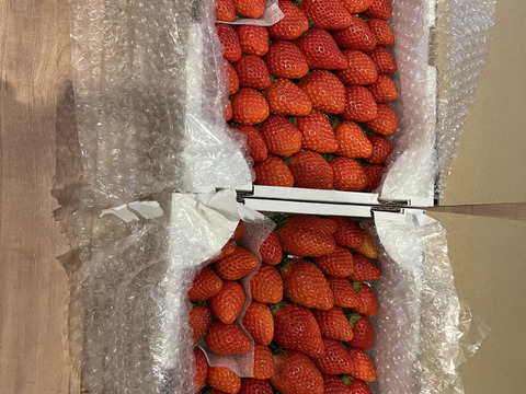 トクトク🍓いちごの宝石箱
朝摘み完熟❤️酵素栽培のこだわりいちご
【いちご食べ比べ】
（１月〜２月発送）