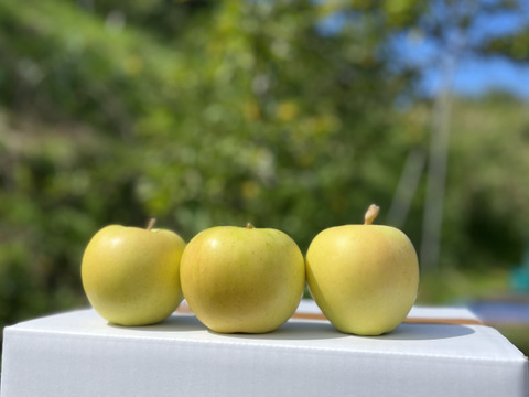 青森県産りんご　トキ　家庭用3㎏【6〜14個】