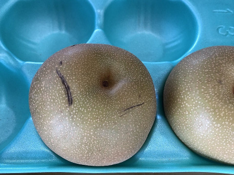 豊水　家庭用5㎏大玉12玉