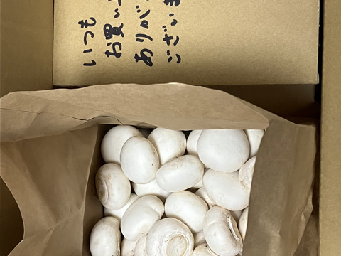 【要冷蔵】【バラ詰め2kg】生で食べられる新鮮マッシュルーム🍄