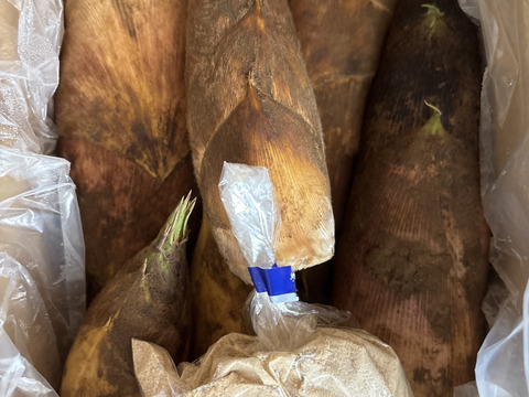 春の味覚！掘って即時出荷‼️たけのこ<2kg> 米ぬか　鷹の爪付き