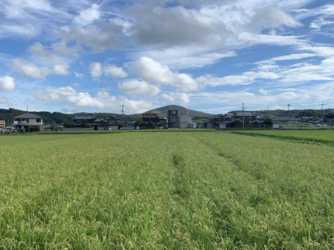 自然栽培【イセヒカリ】玄米20kg(5kg×4) 令和5年度兵庫県産 農薬肥料不使用の自然栽培米