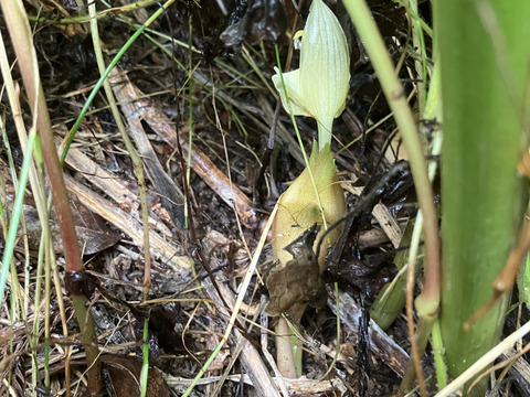 旬は一瞬！天然秋みょうが400g