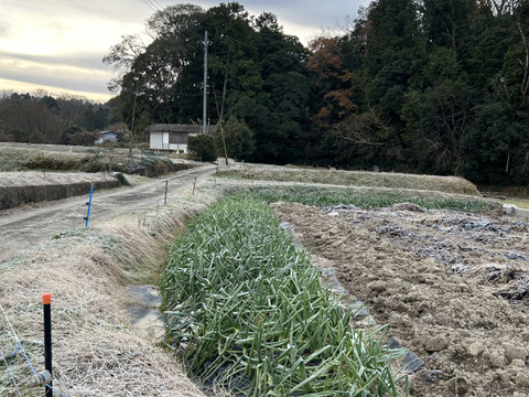 葉玉葱🧅／ホーム玉葱／シャルム　５キロ