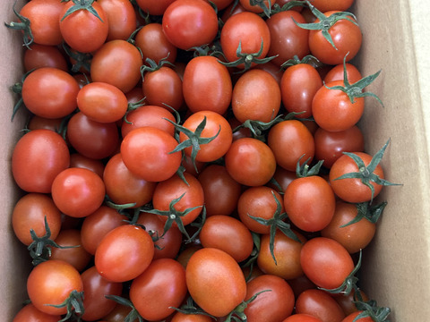 数量限定！！恋するミニトマト【恋味アミューズ】2kg