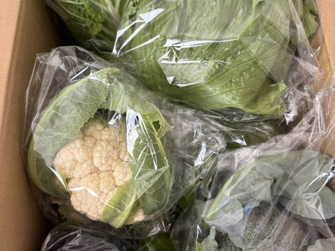 淡路島レタス、４玉