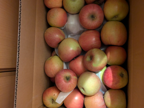 今季最終プライスダウン加工用シワシワりんごも入ります🍎10㌔サンふじ大玉中玉