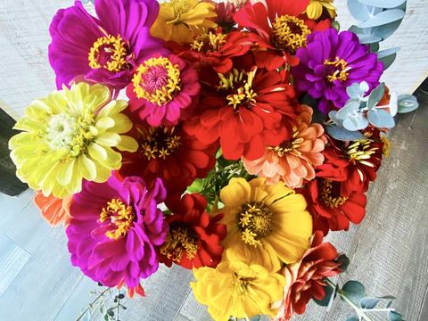 【ジニア30本】〜産地直送〜長く咲く幸せの花「百日草」。毎日に明るさと笑顔をプラスしてくれます。