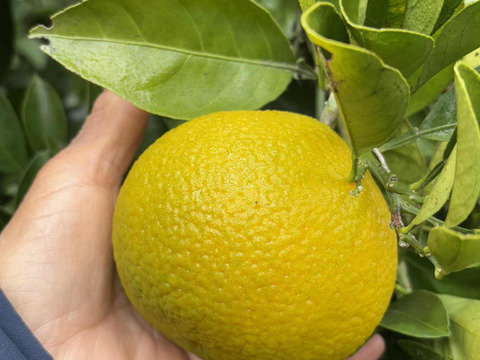 自然栽培♪ スイートスプリング3kg12-13玉