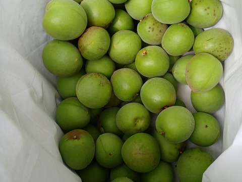 有機JAS 紅映梅 青梅 5kg：福井県産の果物｜食べチョク