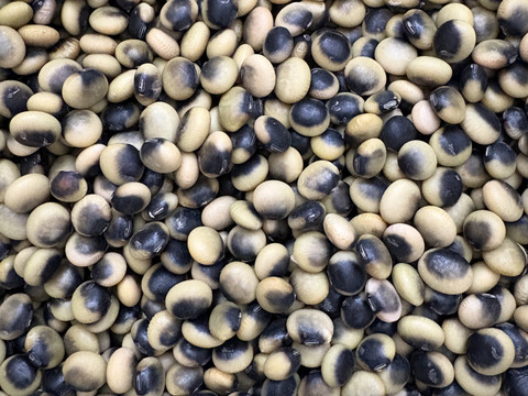 【北海道産】農薬･化学肥料･除草剤不使用‼️鞍掛豆（くらかけ豆）塩茹や豆ご飯で絶品🌟豆嫌いのお子様にもオススメ☺️400g✉メール便