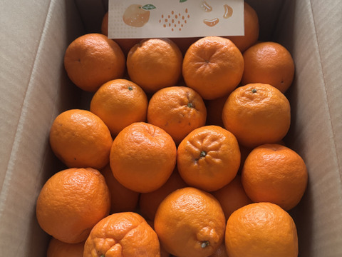 【家庭用】ポンカン 5kg 濃厚な味わい！ 芳醇な香り♫ 愛媛みかん！！