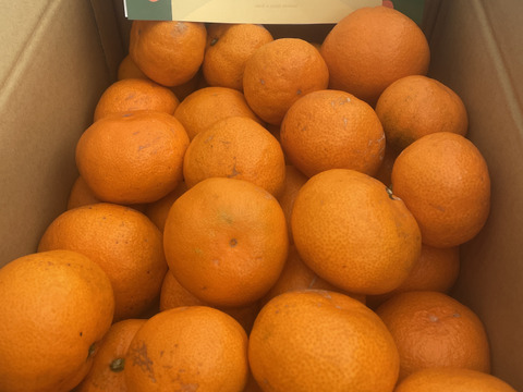 【訳あり】濃厚なコクと酸味がおいしい！有田みかん★早生★自家製堆肥栽培★定番5kg★和歌山★