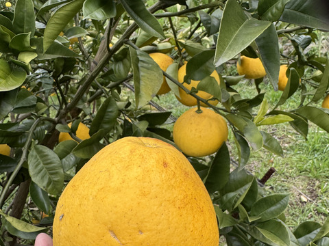 オオタチバナ（サワーポメロ）