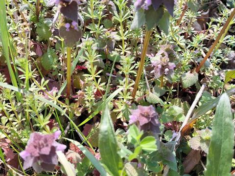 食べて美味しい野草５種のセット　野菜セット