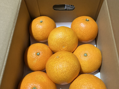 《豊作割引》【家庭用】まどんな 2kg みんなトリコになる“”プルプル“”新食感♡高級柑橘♫愛媛みかん！【冬ギフト】