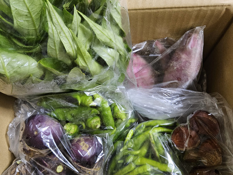 丸かじりで健康に!固定種・農薬化学肥料不使用のLサイズ棚田野菜セット 限定生産！