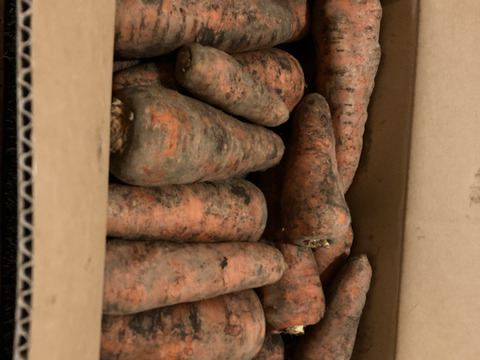 食糧自給率1200％！？食糧大国十勝のにんじん10kg