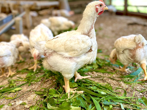 【投薬ゼロ】【夢丸鶏】丸鶏　1,500g