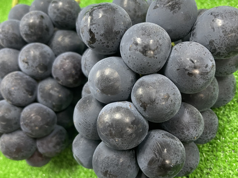 淡路島の恵み！やまだふぁーむの超甘いナガノパープル！パック売り！1パック600g！