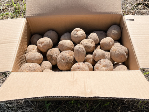 【約10kg キタアカリ】農薬不使用