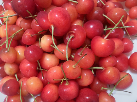 〈訳あり加工〉　佐藤錦　一キロバラ　　順次発送　さくらんぼ