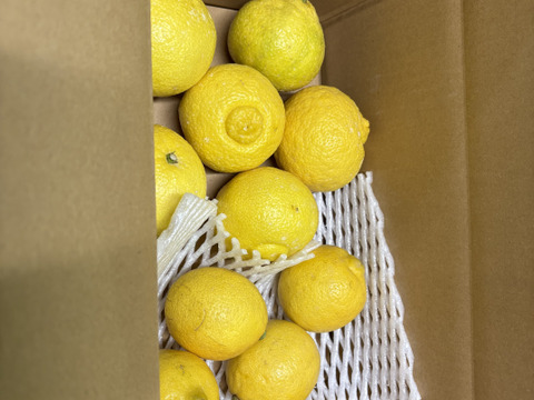 佐賀県太良町産はるかとレモン混合1.3kg【2種類食べ比べ＆お試しセット】