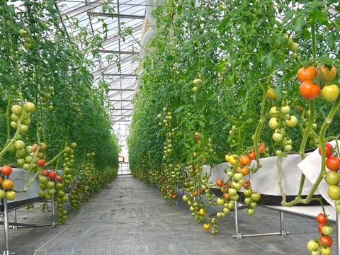 宮城県石巻産フルティカ★ミディトマト1kg