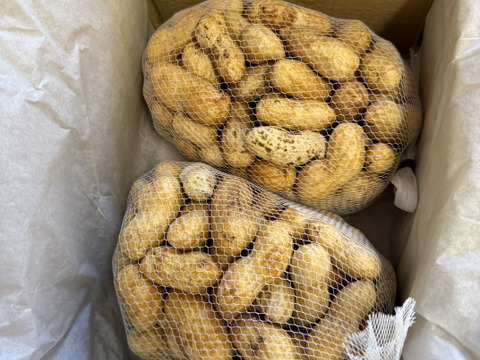 おおまさりネオ】千葉県産 生落花生！極大粒で1Kg 新豆2026年収穫