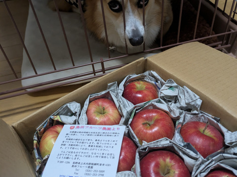 シナノスート　ミニ小玉ちゃん　SSサイズ約１6玉（2.5㎏）
やさしい甘さがやめられない、信州生まれのりんご
かわいいミニ小玉りんごをバラ詰めでお届け　丸かじりでどうぞ　信州長野県産