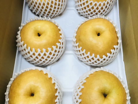 【味に自信あり‼️】PREMIUM新高梨約5kg(5~9個)✨️コロコロ梨工房の自信作‼️樹上完熟、甘くてとってもフルーティー✨️今年も甘いです😋糖度15度超‼️鮮度を保つ為クール便で発送🚚